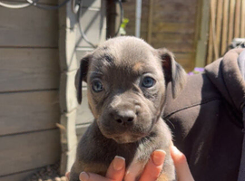 Dachshund x french bulldog