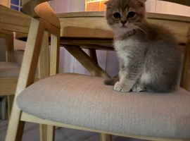 Scottish fold kitten