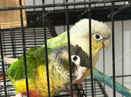 Pair of proven green cheeks
