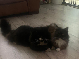Ragdoll x Persian kittens