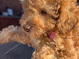 Cockapoo puppies ready to leave