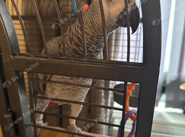 7yr old Congo African grey female talking parrot