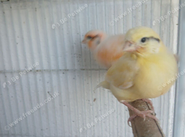 Lemonpink kentish canaries