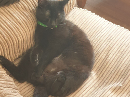 Black cat and Tuxcedo, need adopting ASAP