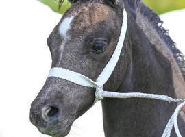 Welsh A Colt Foal Born March 2026