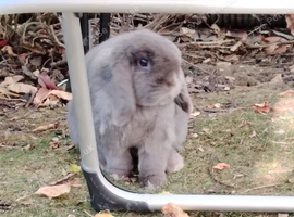 Male grey mini lop