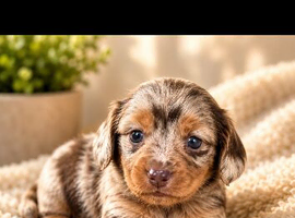 Long haired miniature dachshunds for sale  TINY!!!!