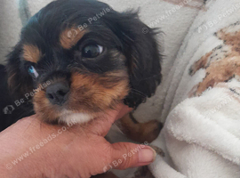 Beautiful king charles puppies for sale