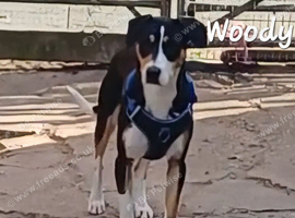 Rescue dogs searching for their furever homes