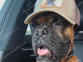 Female boxer