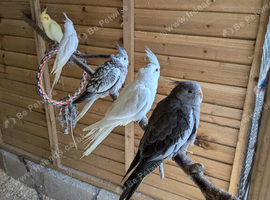 albino cockateil