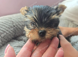 Lovely puppies for sale