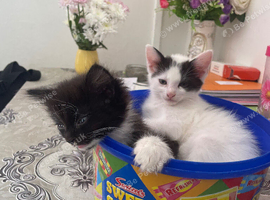 Kitten 12 weeks old looking for loving home