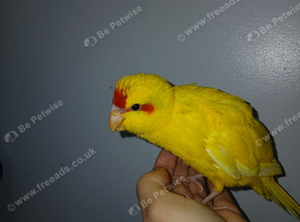 2 baby hand tamed kakariki