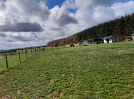 Grazing