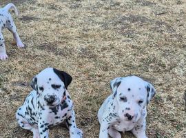 Litter of pure dalmatian puppies