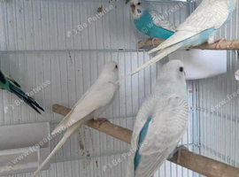 Stunning colours budgie