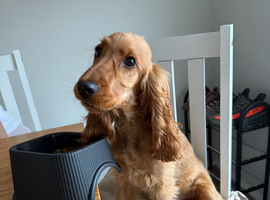 Cocker spaniel, 8 months old.