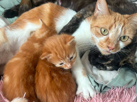Full ginger