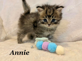 Six absolutely stunning Persian Kittens
