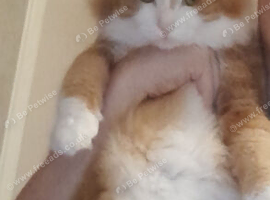 Ginger cat