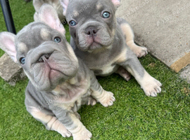 Adorable chunky puppies looking for their forever home