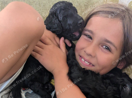 F1B Standard Goldendoodles Puppies
