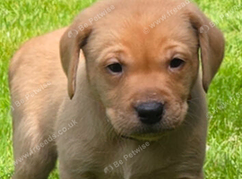 Chunky Fox Red Labradors