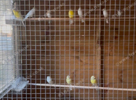 Rylander & irish canaries