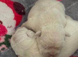 2 beautiful cream frenchie pups