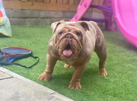 English bulldog for sale