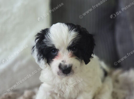 Puppies for sale