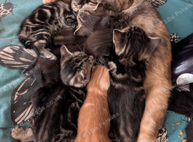 Mixed kittens for sale