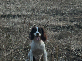 Black and white springer bitch