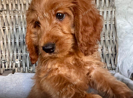 READY NOW. 3 REMAINING STUNNING COCKAPOO PUPPIES