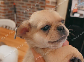 French bulldog x pug girl