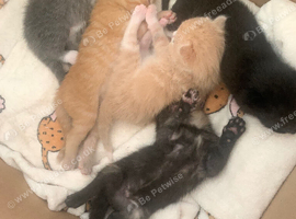 5 Gorgeous Kittens &ndash; Ready 16th September