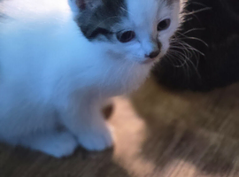 Maincoon mixbreed
