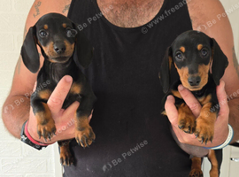 Beautiful black and tan miniature dachshund puppies