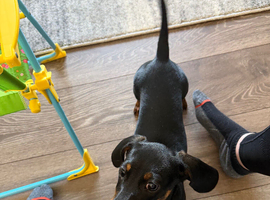 5 month Old male