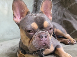 French Bulldog