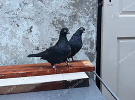 Portugese tumbler pigeons in Blackburn