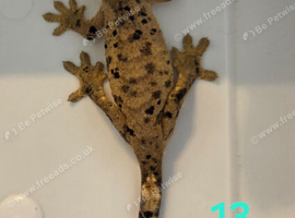 Ink Spot Dalmatian Juvenile Crested Geckos