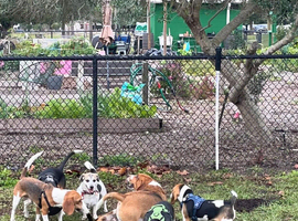 Beautiful Beagle puppies, ready for their new homes