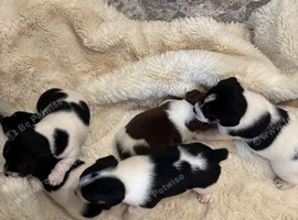 Jack Russel pups