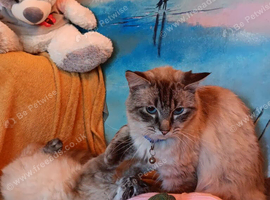 Ragdoll male for sale.