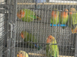 Lovebirds