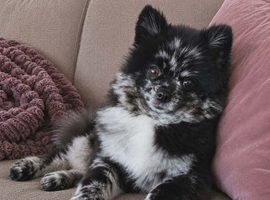 Pomeranian