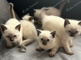 Beautiful Siamese x Ragdoll Kittens