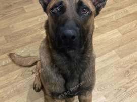Chase beliguim malinois cross German shepherd